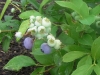 Blueberries