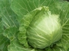 Cabbage