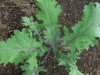 Kale