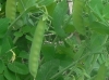 Snap Peas
