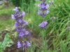 Rosemary