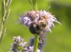 Bees at Work