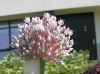 Green Onion Flower